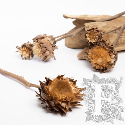 Artichoke - Stem