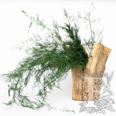 Asparagus fern - Bunch