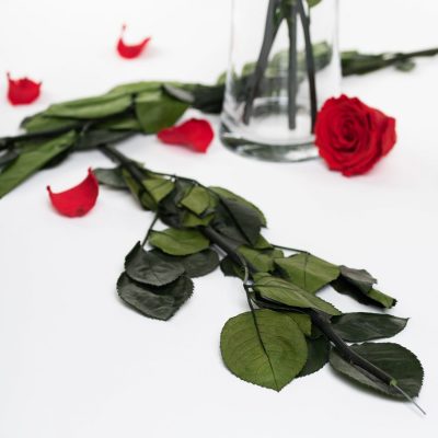 Rose Stem - 50cm