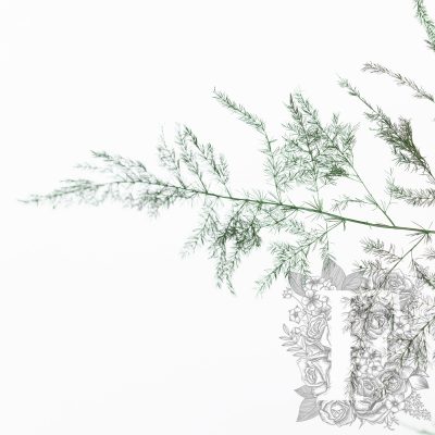 Asparagus fern - Bunch