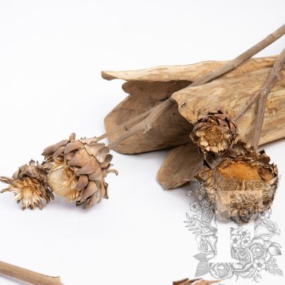 Artichoke - Stem