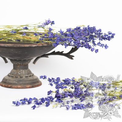 Delphinium-bunch