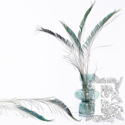 Peacock Sword Feathers - Pack of 6
