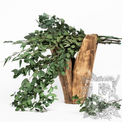 Standard Eucalyptus Stuartina - Bunch