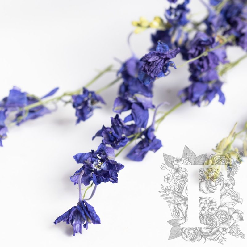 Lavander
