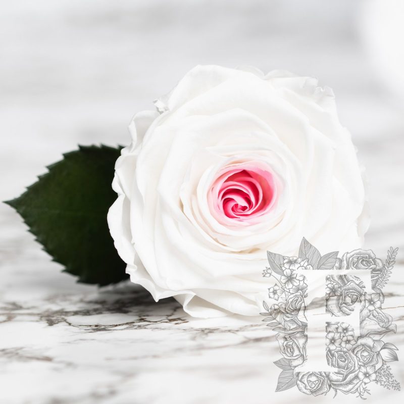 Mignon pink-white