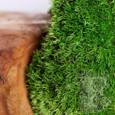 Ball Pole Moss - jumbo - Bulk - 1.2kg