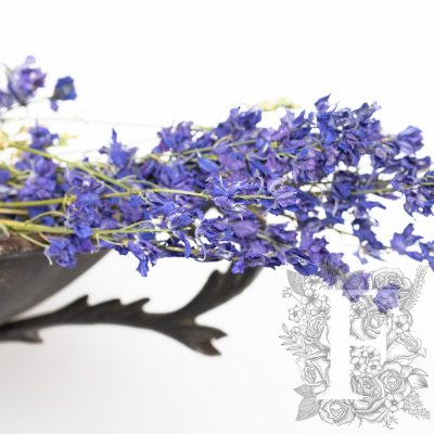 Delphinium-bunch