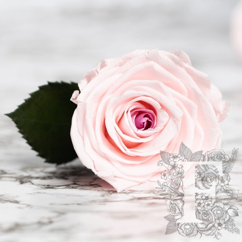 Mignon pink-burgundy