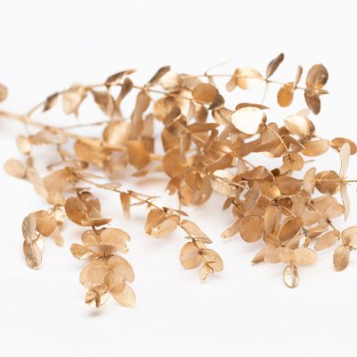 Premium Gunny Eucalyptus - Bunch