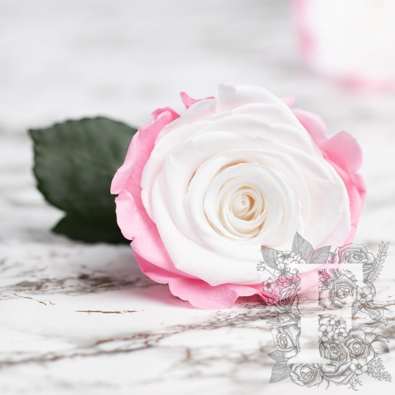 Blanc-Pink