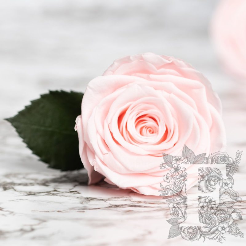 Champagne pink