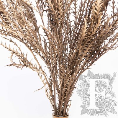 Grevilia - Bunch