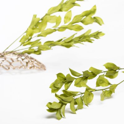 Ruscus Garden -Bunch