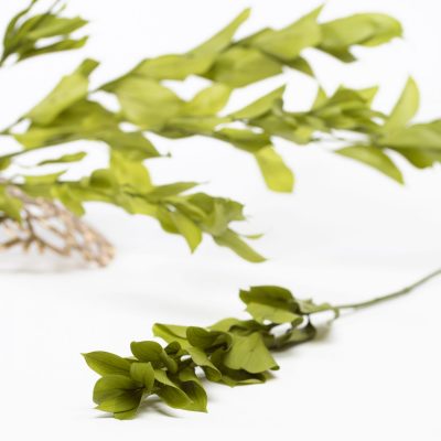 Ruscus Garden -Bunch
