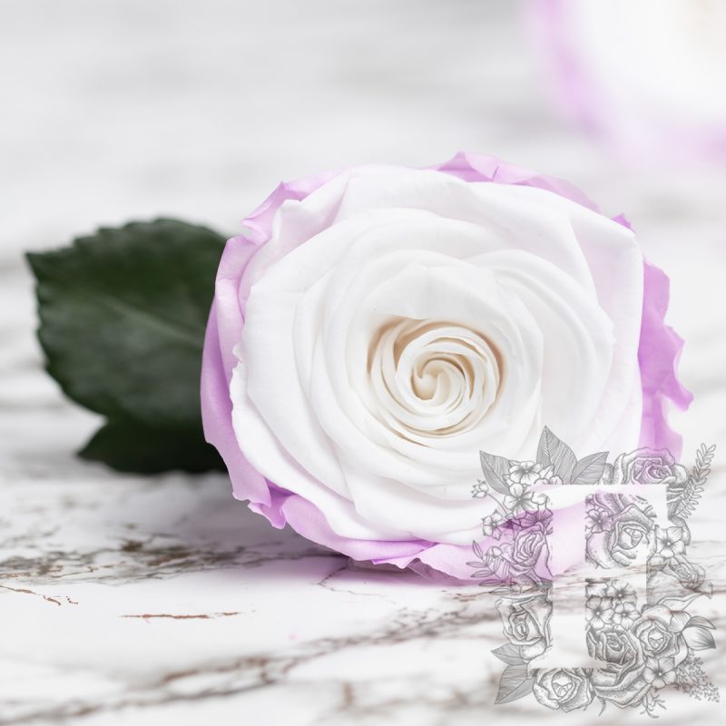 Blanc-Lilac