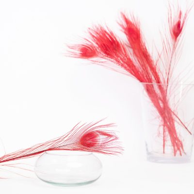 Peacock Feather - Pack of 5
