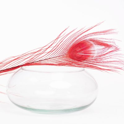 Peacock Feather - Pack of 5