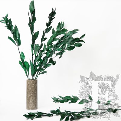 Hard Ruscus - Bunch