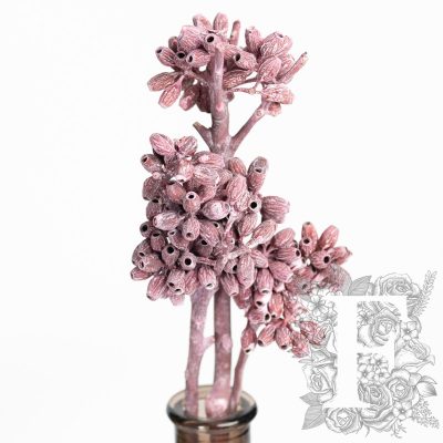 Eucalyptus Maculata - 3 Stems
