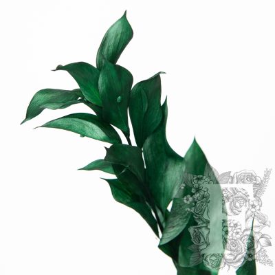 Hard Ruscus - Bunch