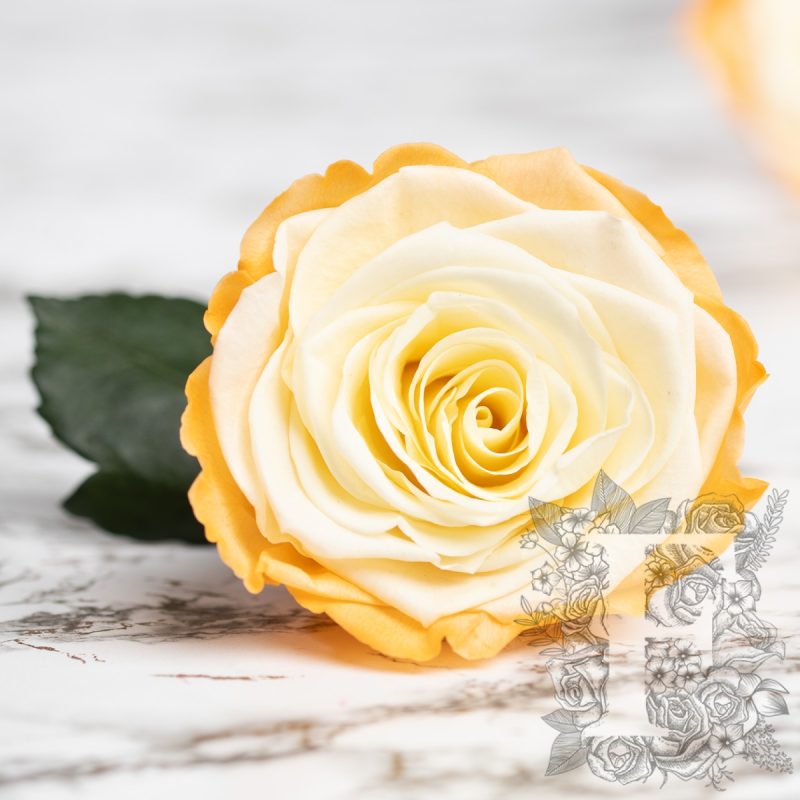 Yellow-Orange