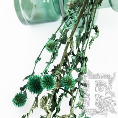 Echinops Ritro Thistle -Bunch
