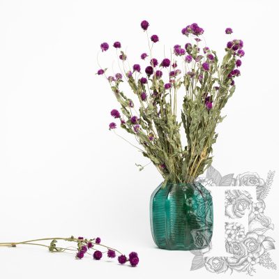 Gomphrena  - Bunch