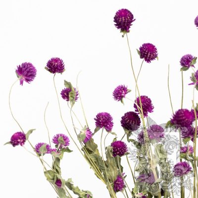 Gomphrena  - Bunch