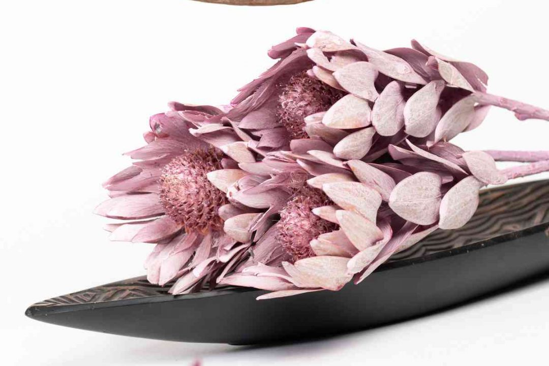 Dry Flowers Dry Flowers