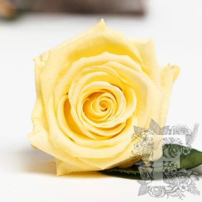 Fora exclusive  roses - Medium - 6 Heads - Light yellow
