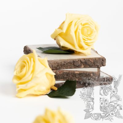Fora exclusive  roses - Medium - 6 Heads - Light yellow