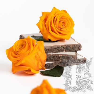 Fora exclusive  roses - Medium - 6 Heads - Orange