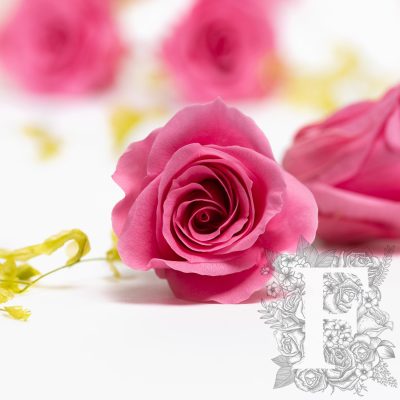 Rose Mimi - Petite - 9 heads