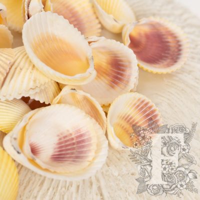 Cardium Shell - Pack