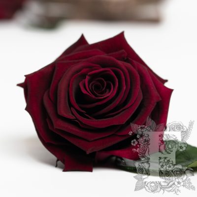 Fora exclusive  roses - Medium - 6 Heads - Plum