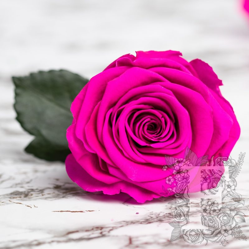Hot pink