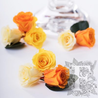 Rose Kanon - Gradation - 9 Heads
