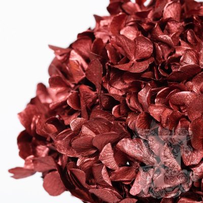 Fora exclusive - Premium Hydrangea - Stem
