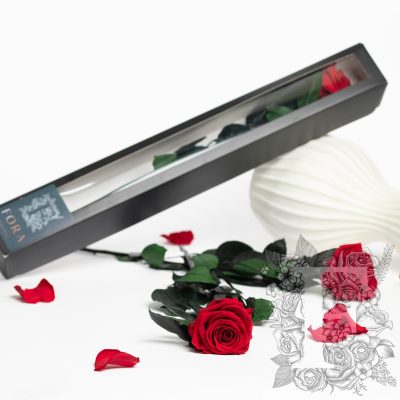 Fora exclusive  roses - Rose with stem - 50cm - Forever red