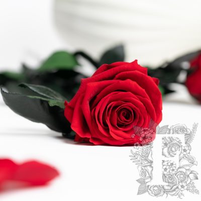 Fora exclusive  roses - Rose with stem - 50cm - Forever red