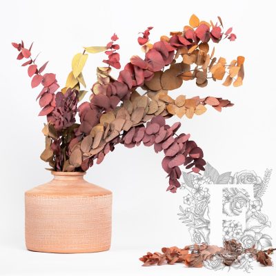 Autumnal Stuartina - bunch