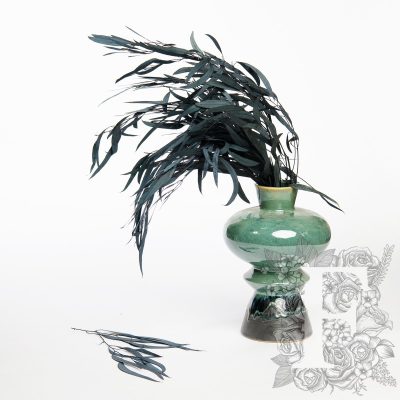Exclusive Eucalyptus Nicoly - 30-50 cm