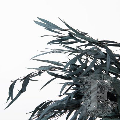 Exclusive Eucalyptus Nicoly - 30-50 cm