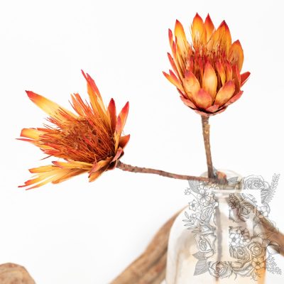 Repens Open - 3 Stems