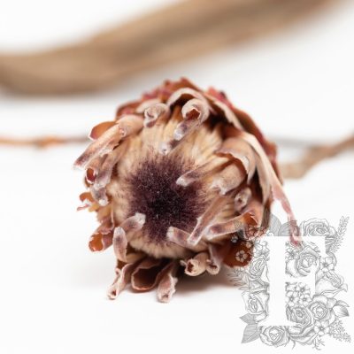 Ice Flower - 3 stems