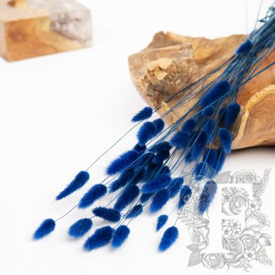 Lagurus Bunny Tail - Bunch 50g