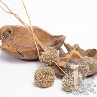 Allium - 3 Stems