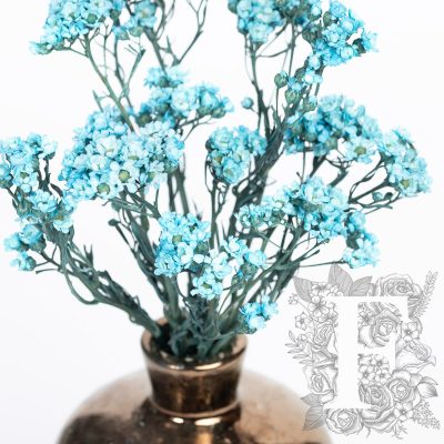 Oxidia - Bunch