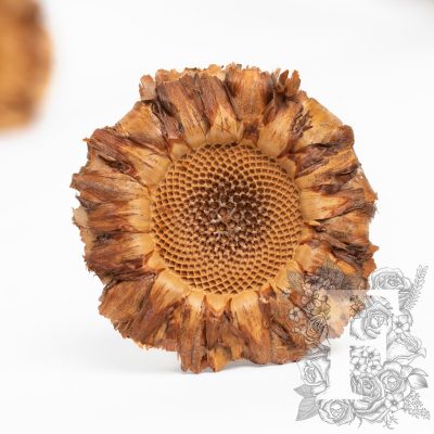 Rosetta Coronata - 5 stems
